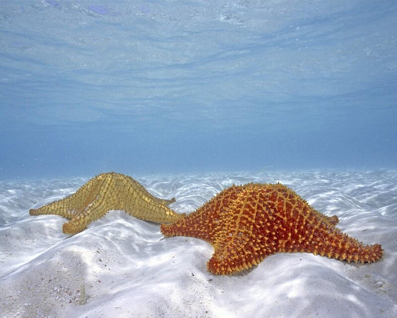 Two Starfish on Sand — Blue