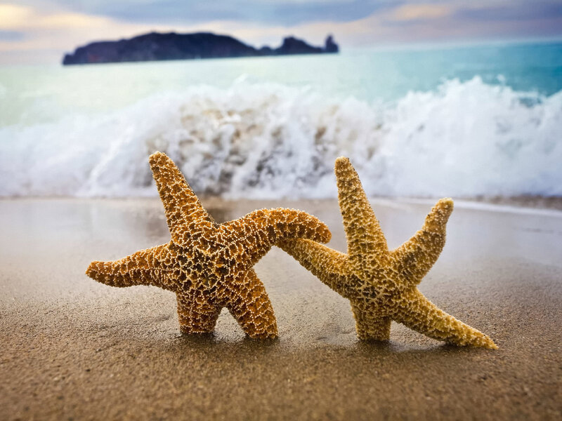 Two Starfish on Sand — Brown