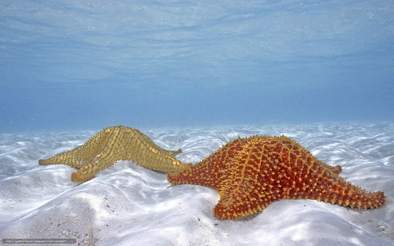 Two starfish on sandy ocean floor