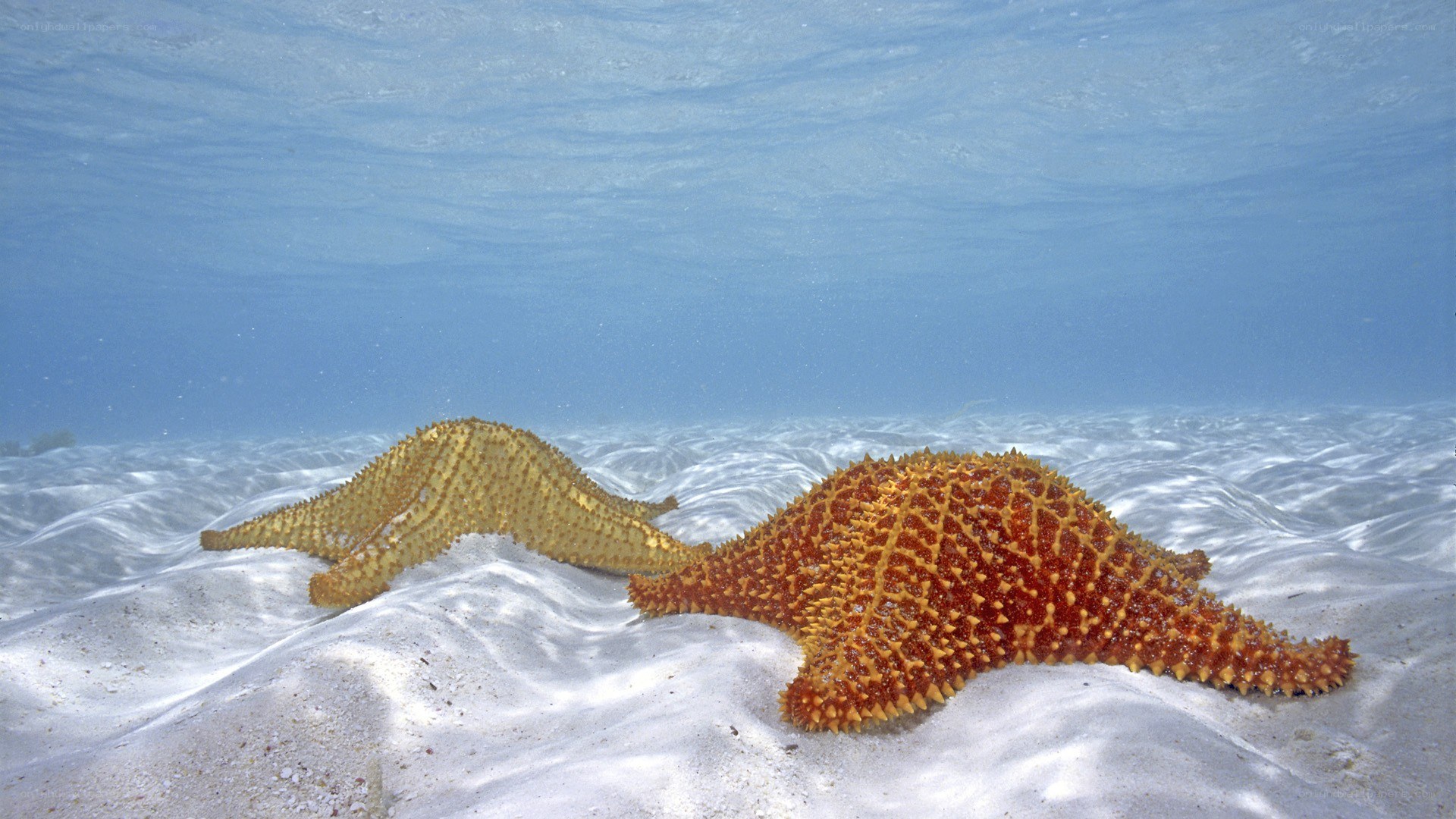 Two starfish on the ocean floor