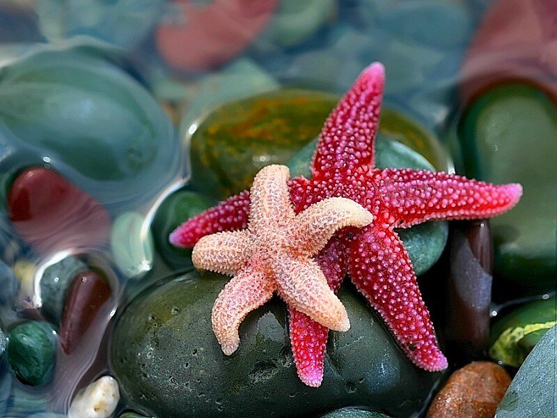 Two starfish on wet stones