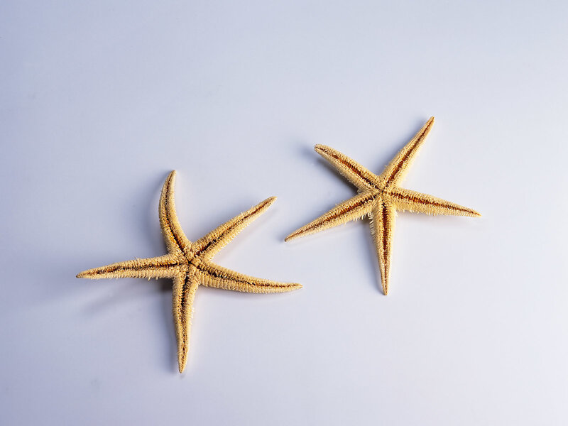 Two Starfish on White