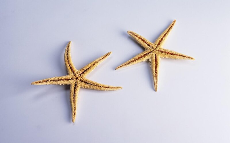 Two Starfish on White — Yellow
