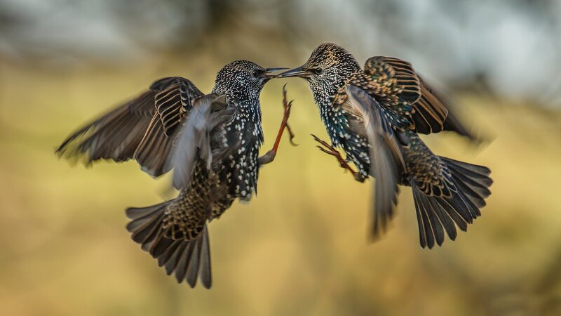 Two Starlings Fighting — Brown