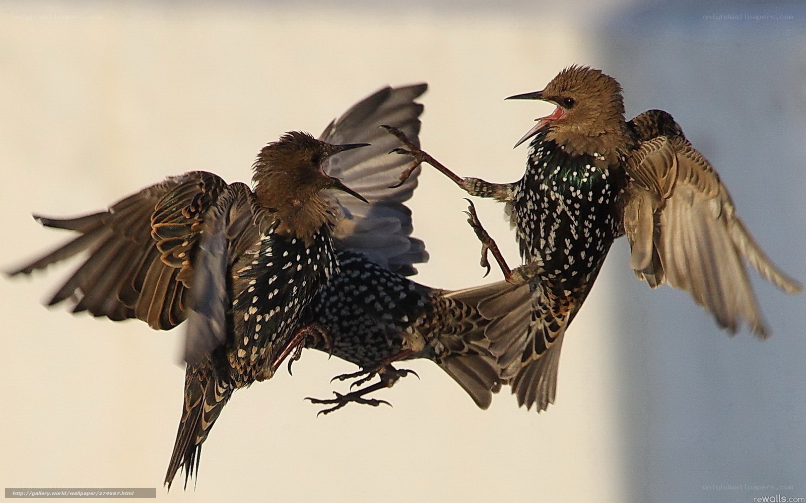 Two starlings fighting in mid-air
