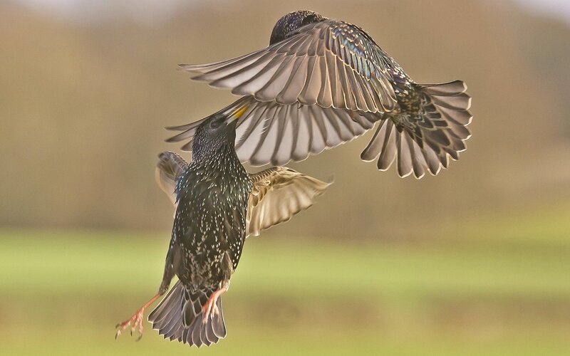Two Starlings in Flight