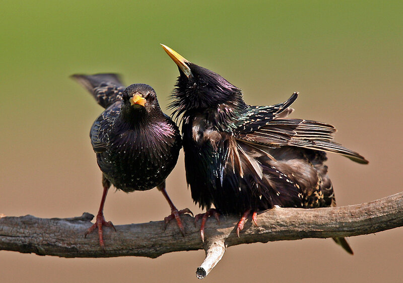 Two Starlings on a Branch
