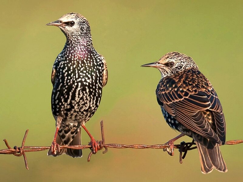 Two Starlings on Wire