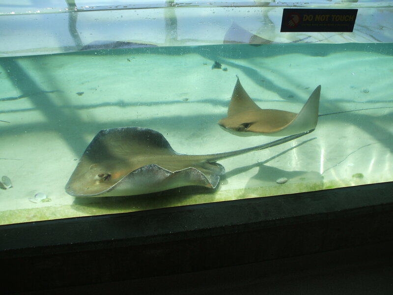 Two Stingrays in Aquarium