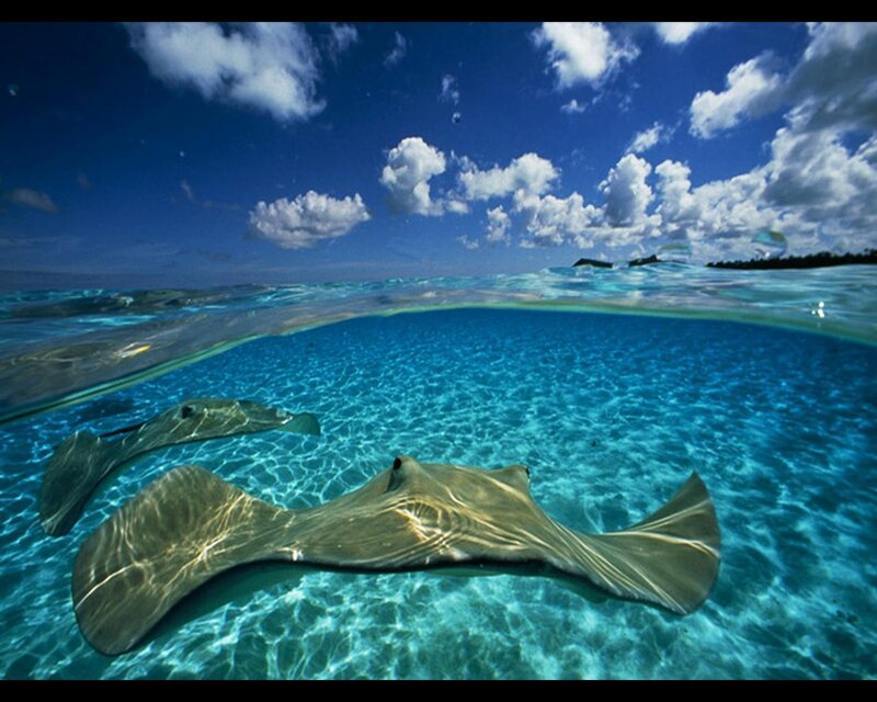 Two Stingrays Swimming
