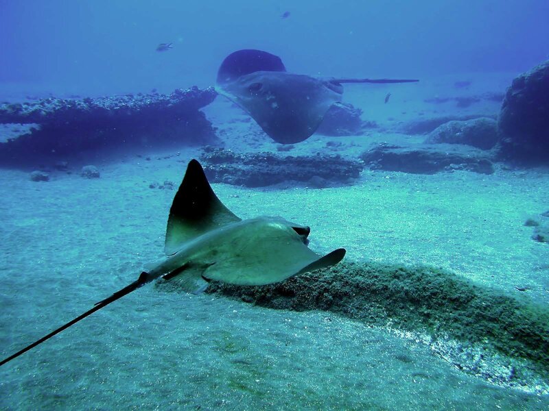 Two stingrays swimming underwater