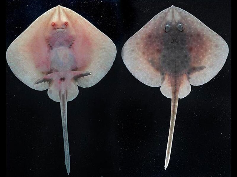 Two Stingrays
