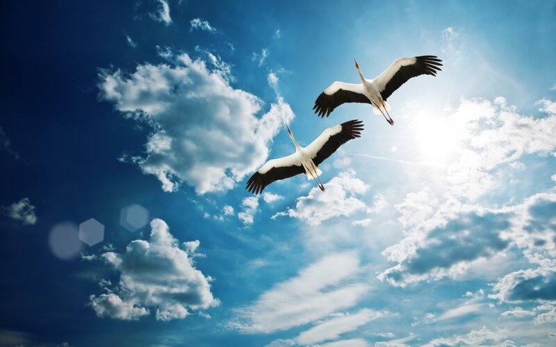 Two Storks Flying — Blue, Serene, Afternoon, Photograph, Clouds, Sun, White