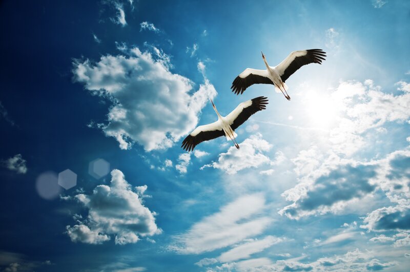 Two Storks Flying — Blue, Serene, Afternoon, Photograph, Clouds