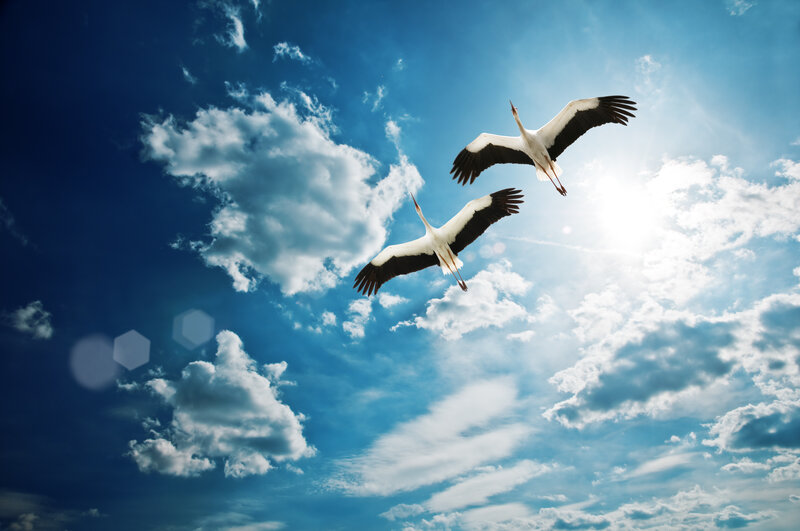 Two Storks Flying — Blue