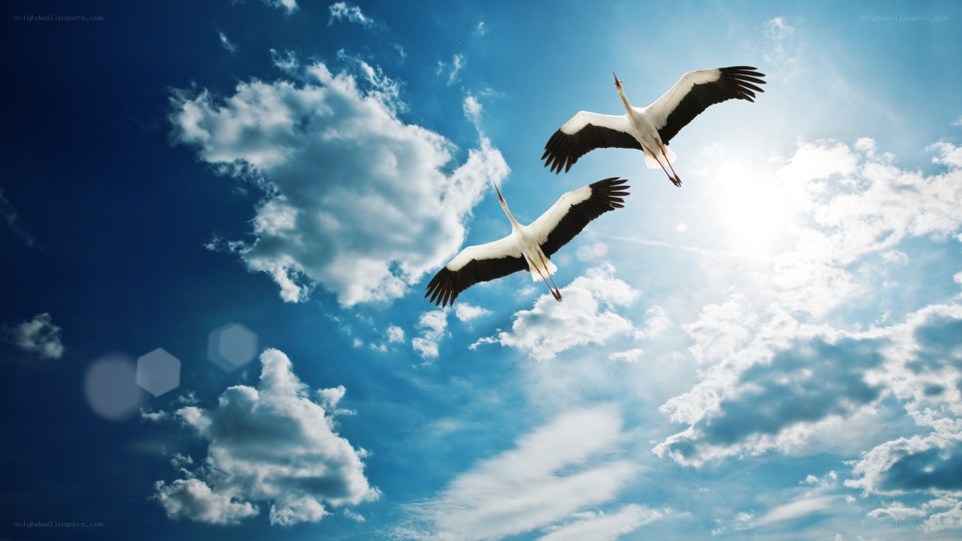 Two storks flying in the sky