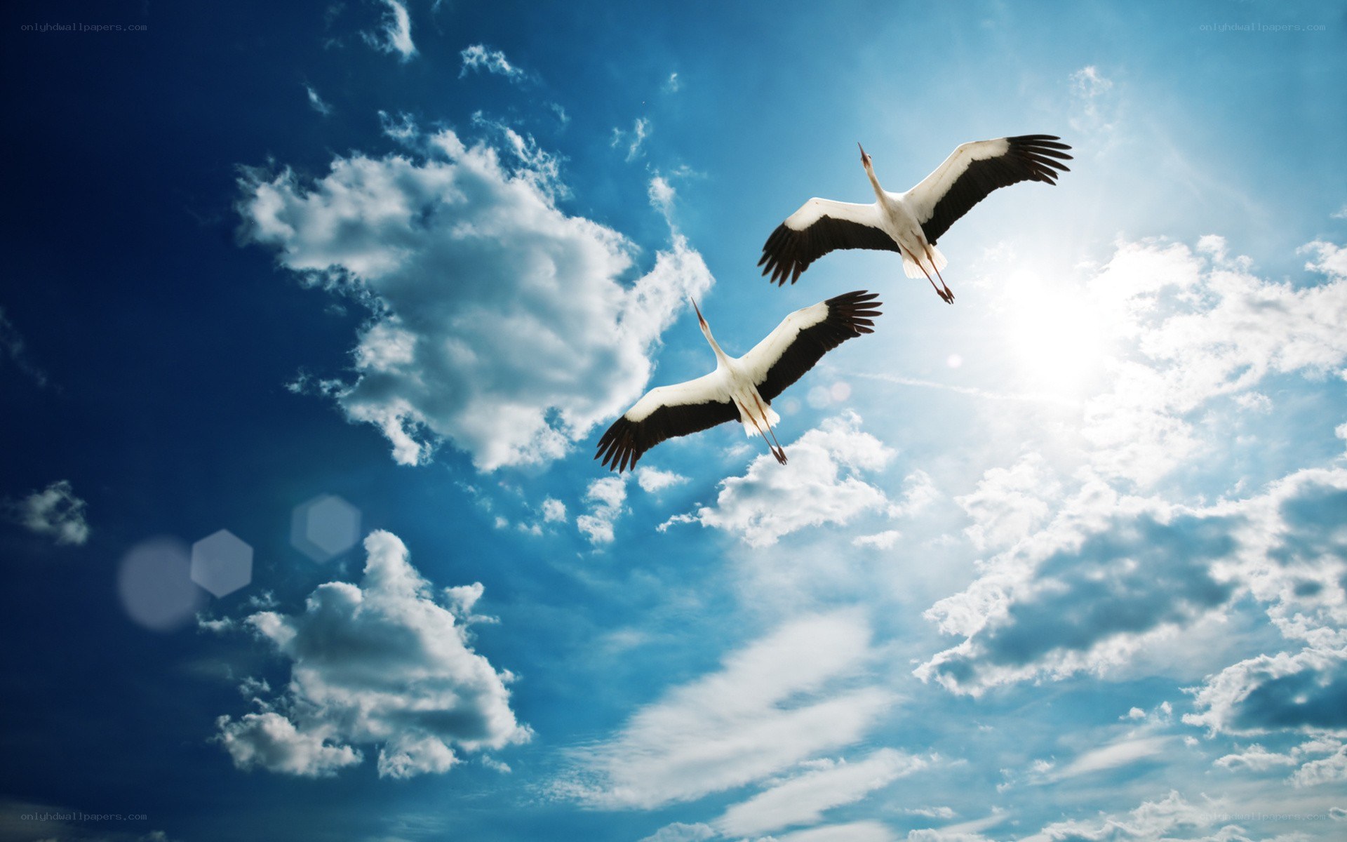 Two storks flying in the sky
