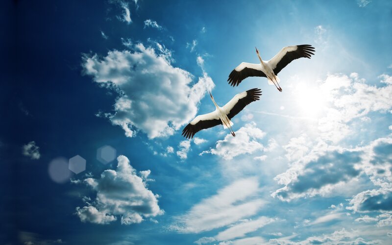 Two storks flying in the sky