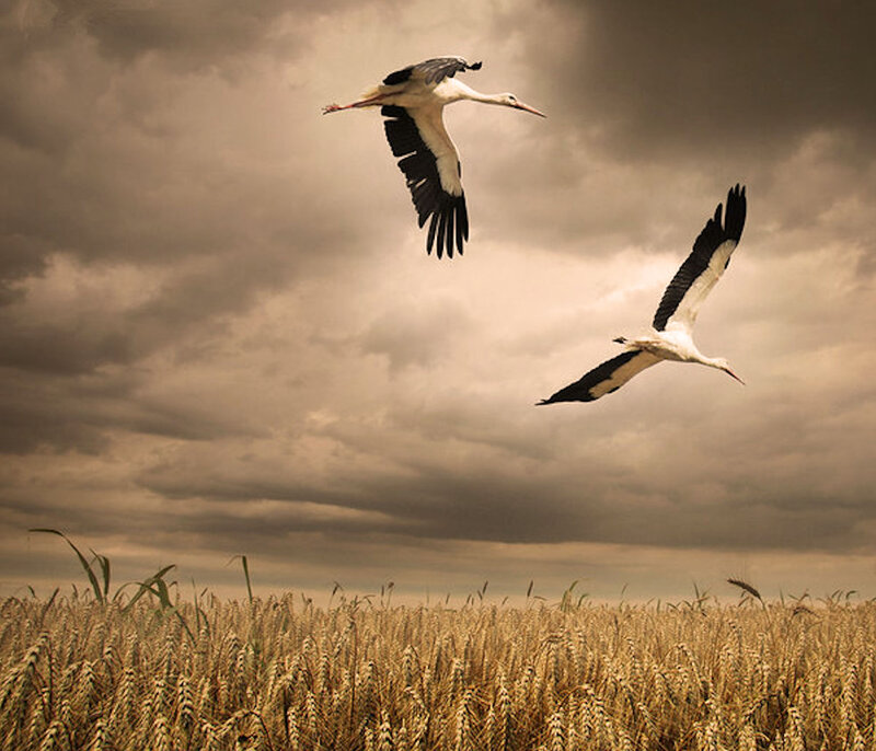 Two Storks Flying