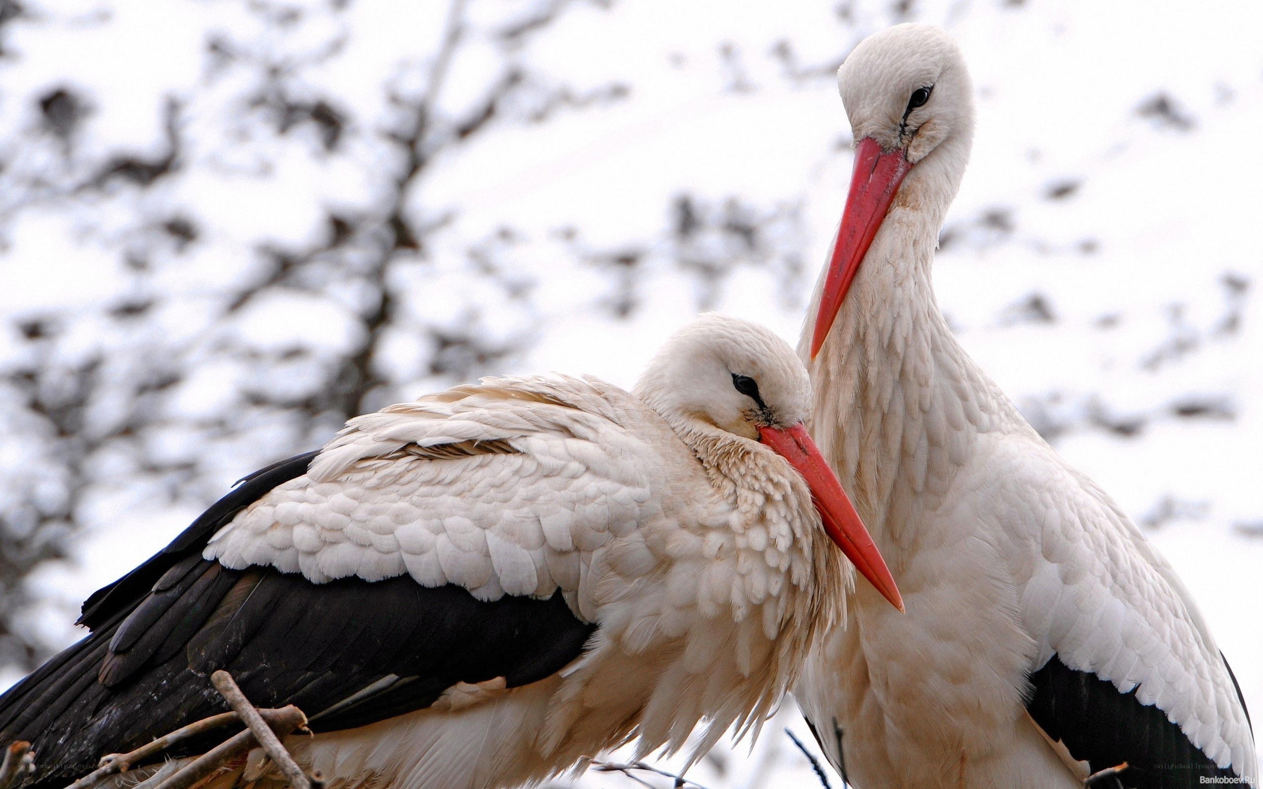 Two storks in a nest