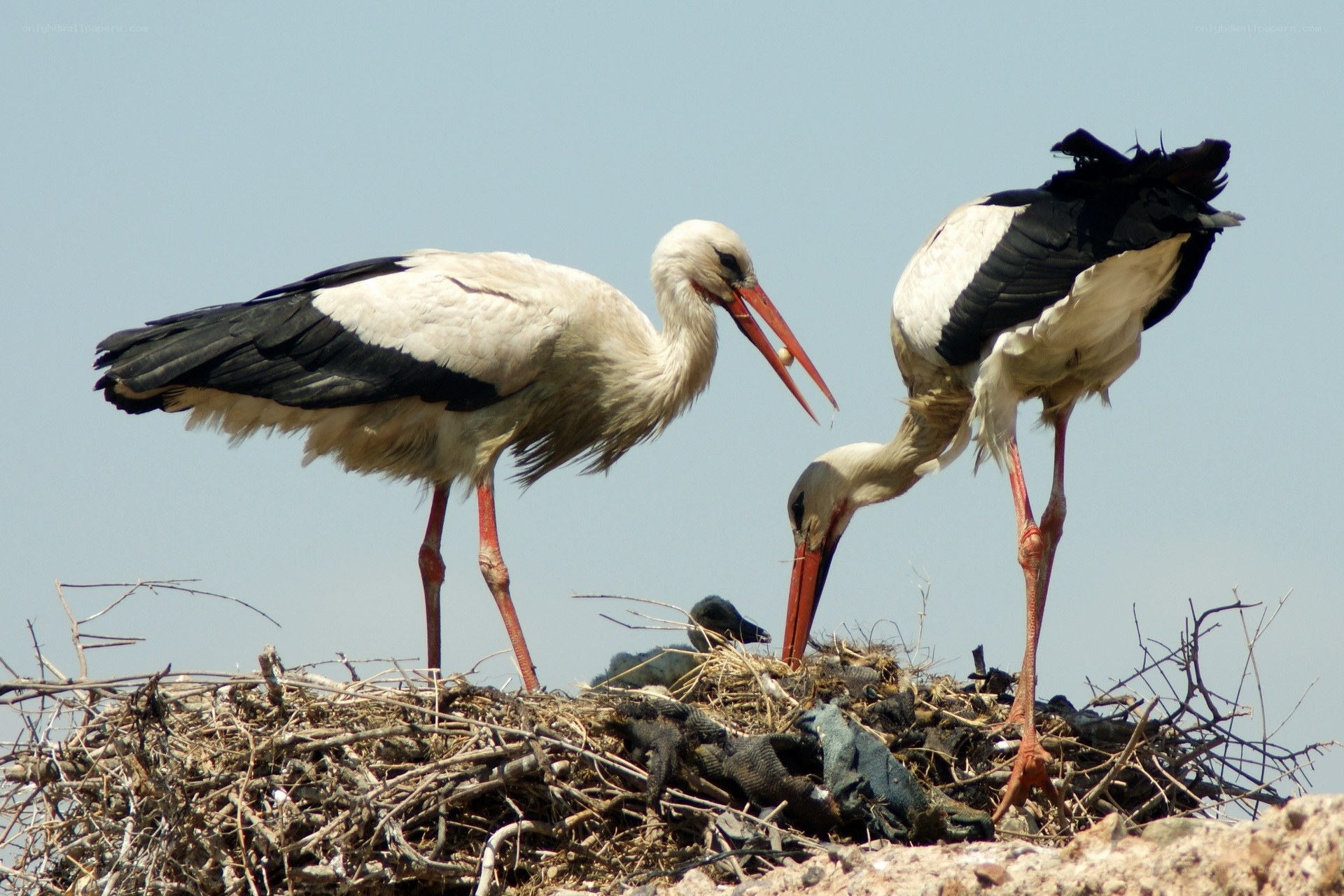 Two storks in a nest