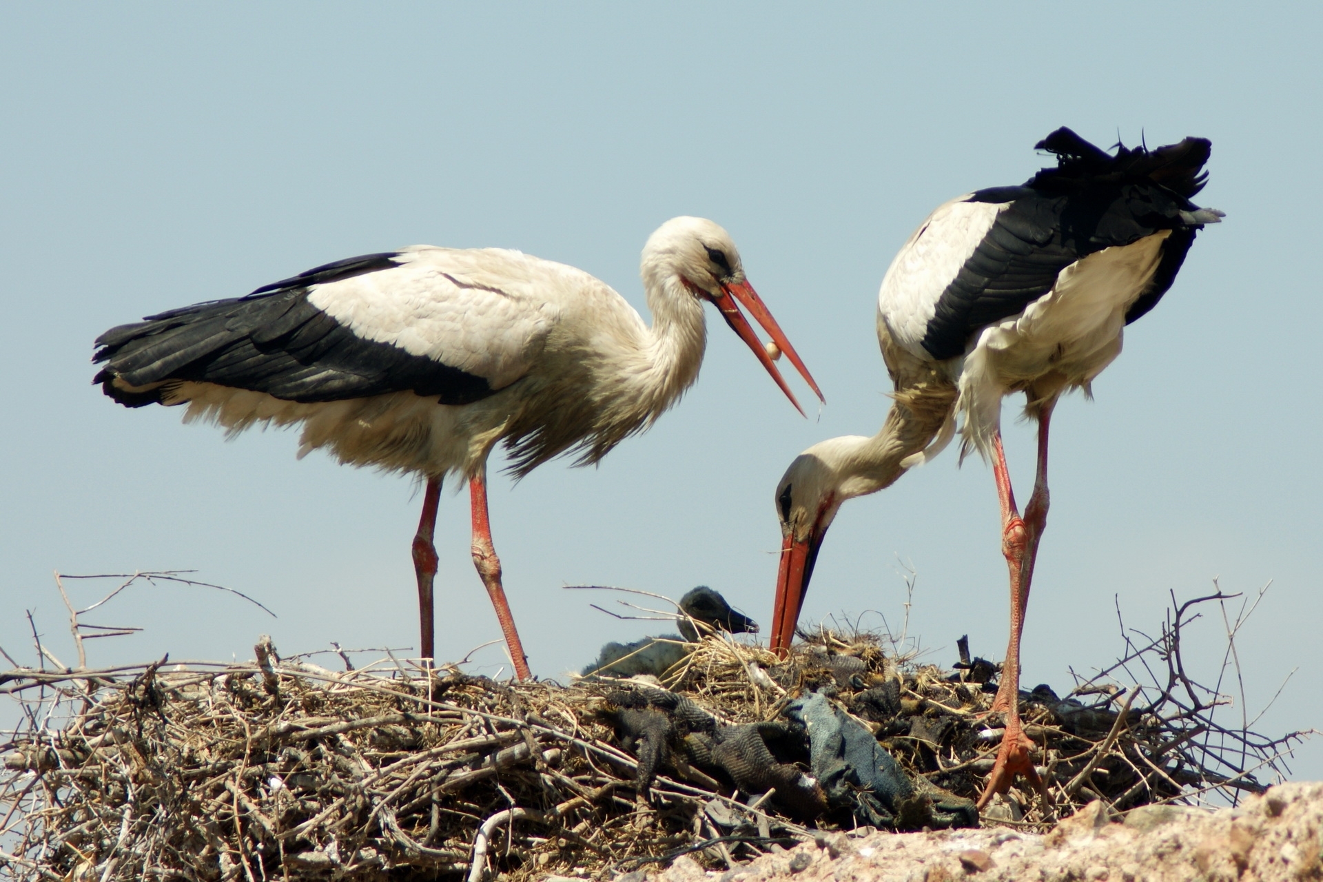 Two storks in a nest