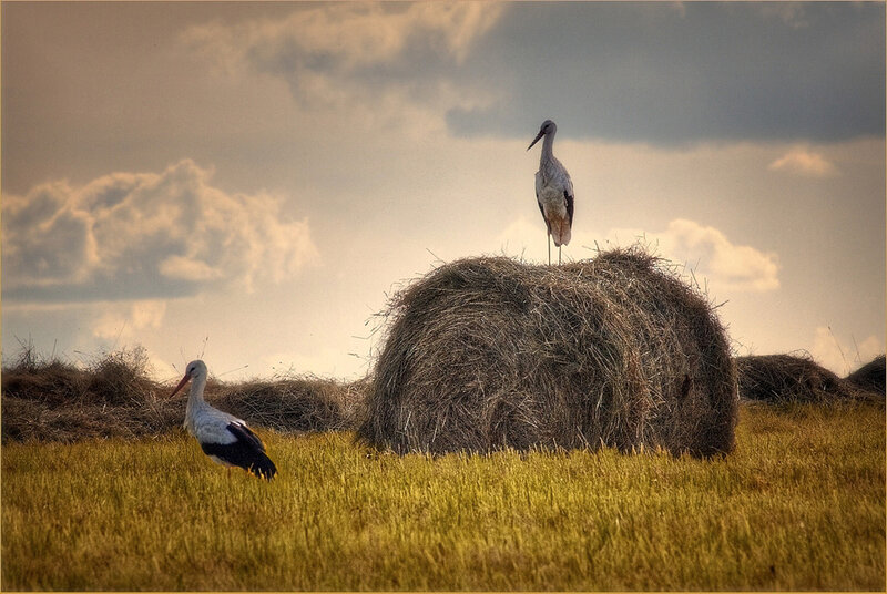 Two Storks in Field