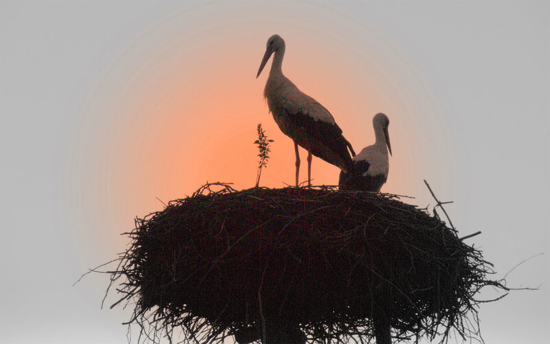 Two Storks in Nest — Orange
