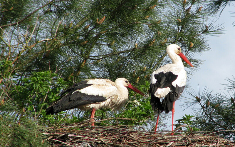 Two Storks in Nest