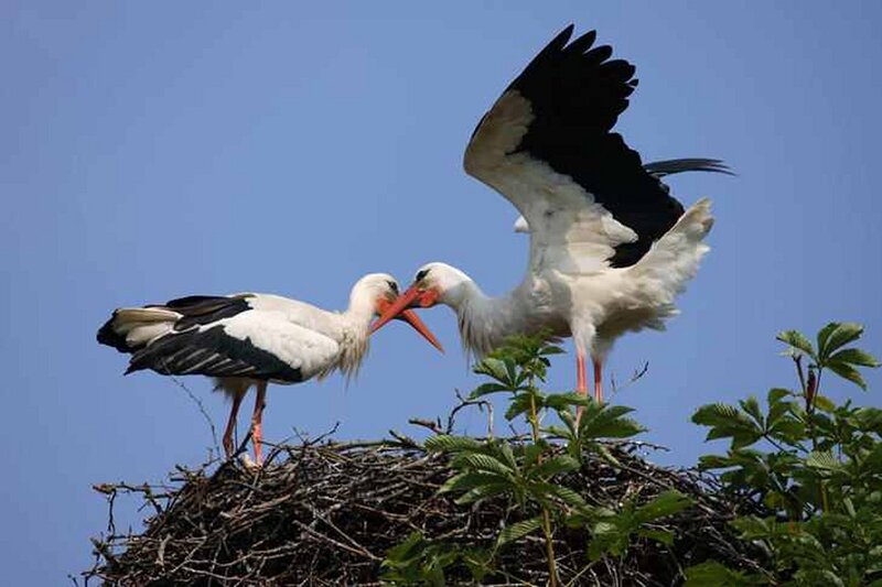Two Storks Interacting