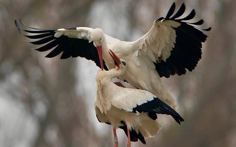 Two Storks Mating
