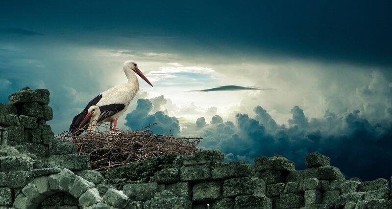 Two Storks on Nest — Blue, Dramatic