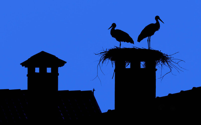 Two Storks on Nest — Blue