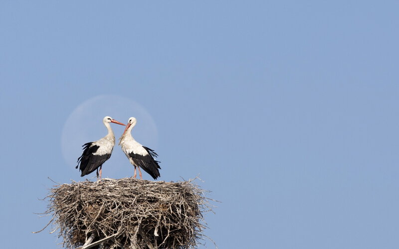 Two Storks on Nest
