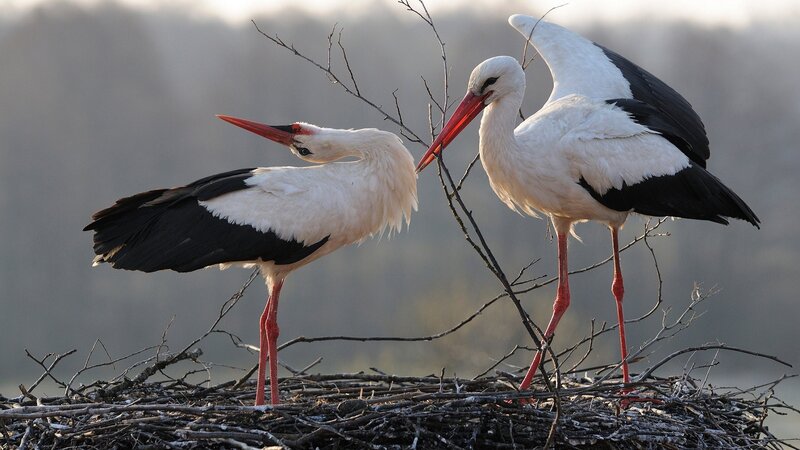 Two Storks on Nest — White