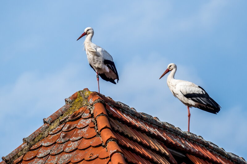 Two Storks on Roof