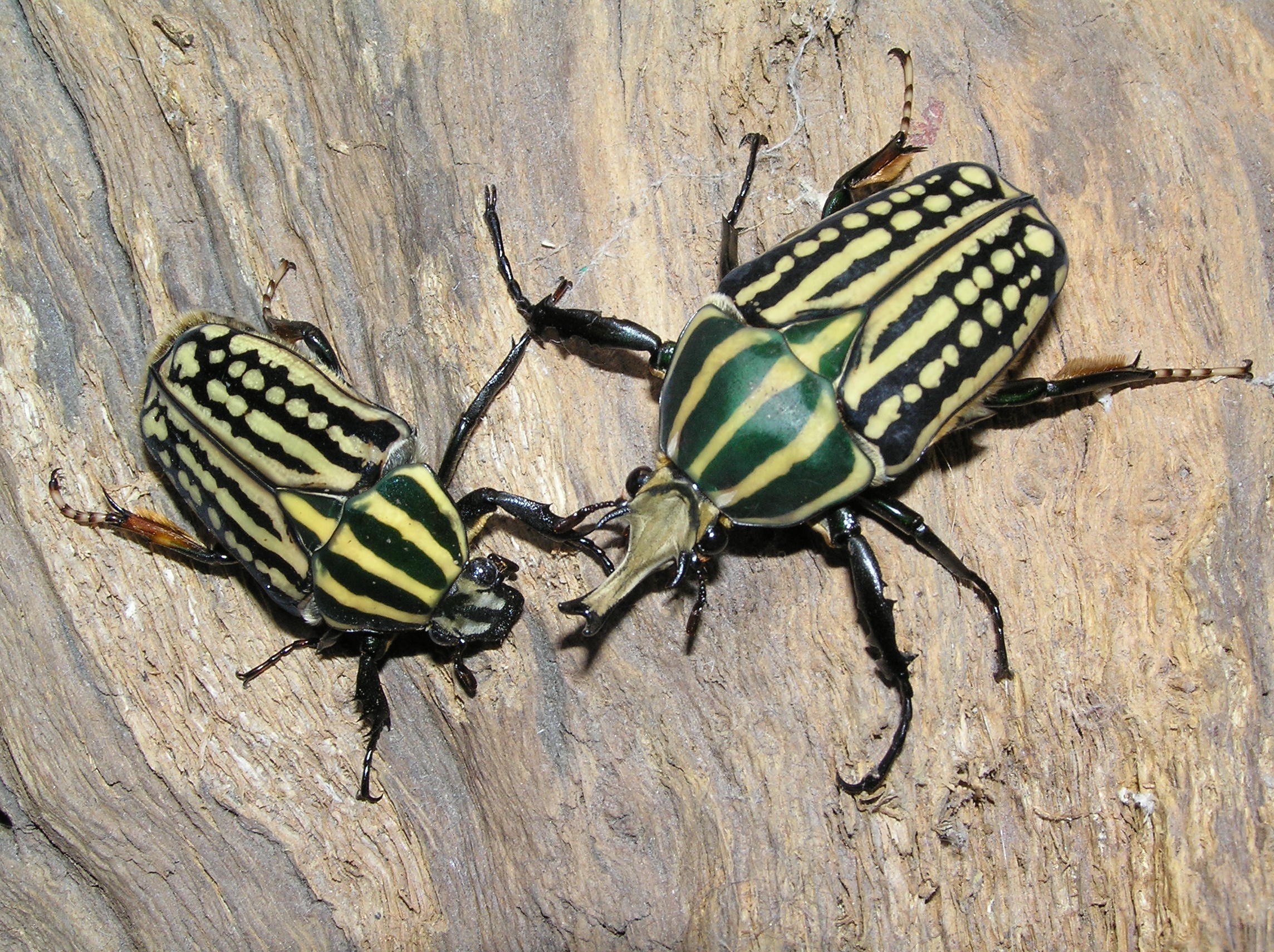Two striped beetles on wood
