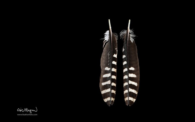 Two striped feathers on black