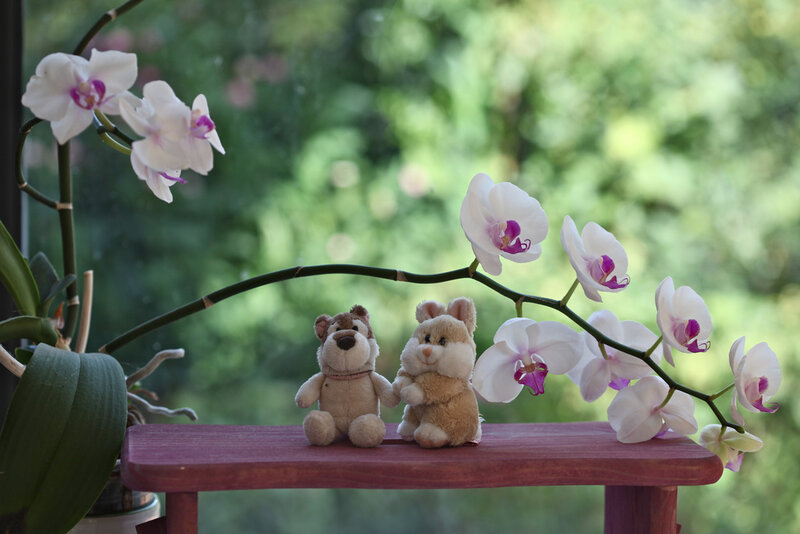 Two Stuffed Animals on Bench