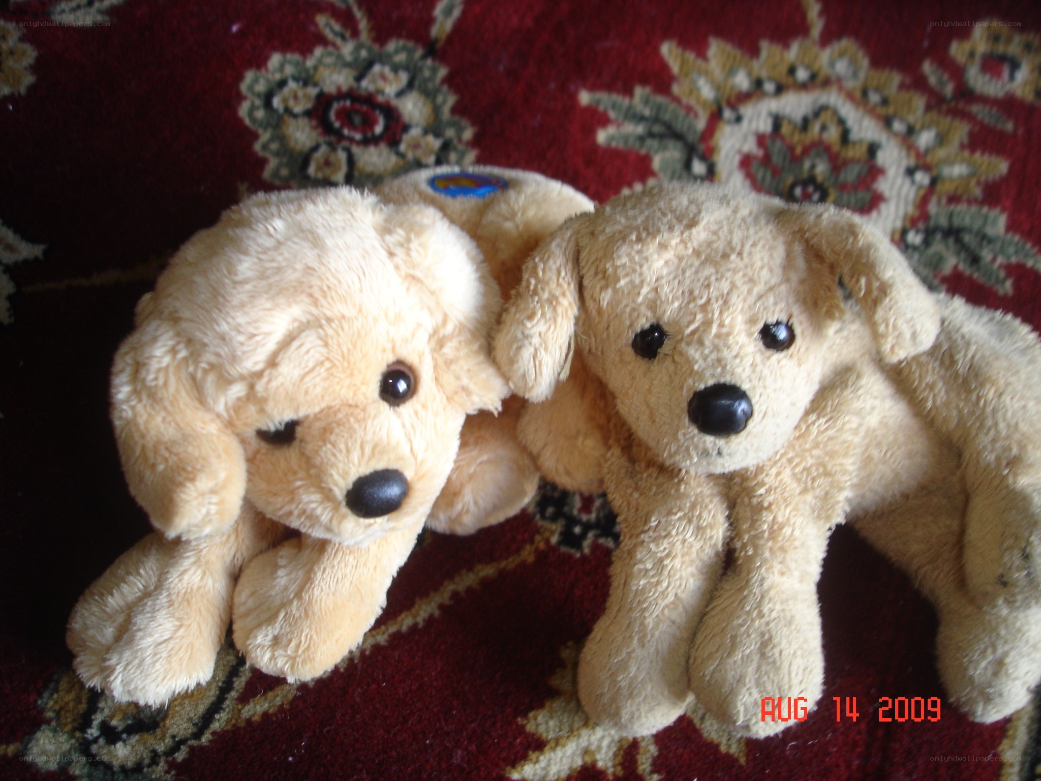Two stuffed dogs on a rug