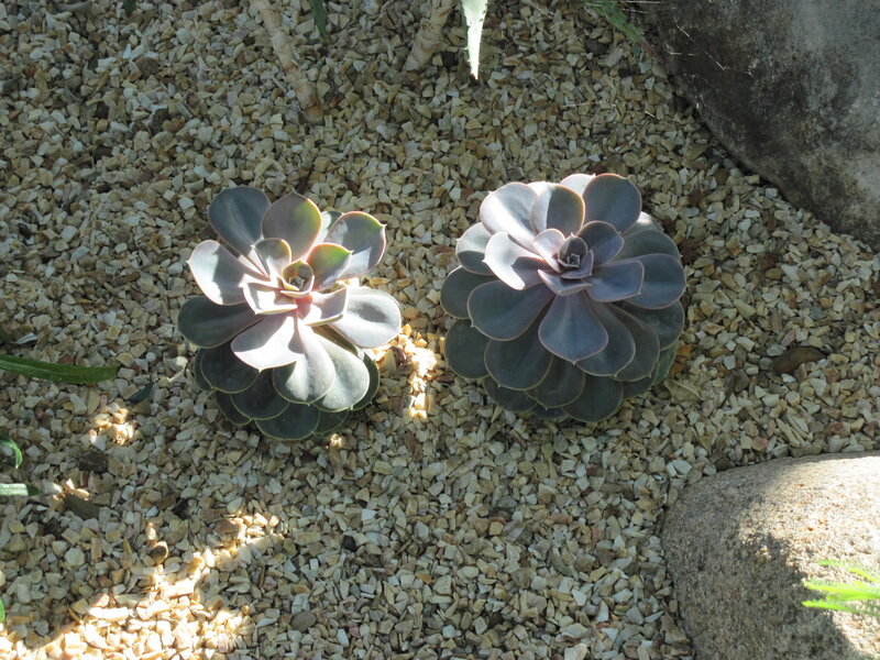 Two Succulent Plants — Gray