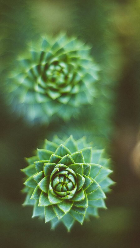 Two Succulent Plants — Green