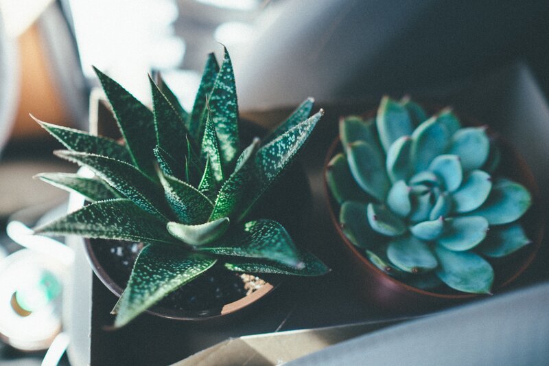 Two succulent plants in pots