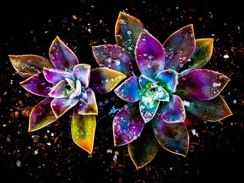 Two Succulent Plants — Purple, Dramatic