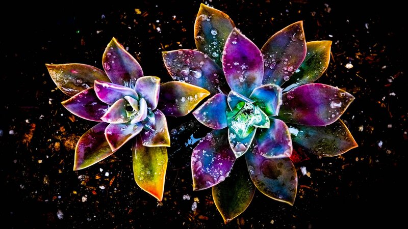 Two Succulent Plants — Purple