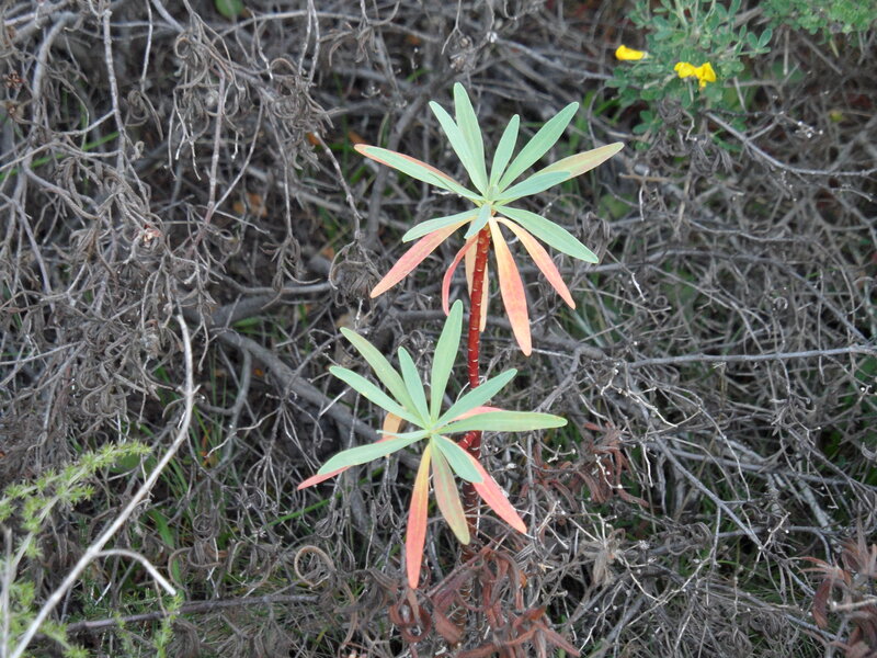 Two Succulent Plants