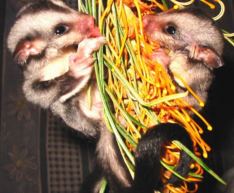 Two Sugar Gliders Eating