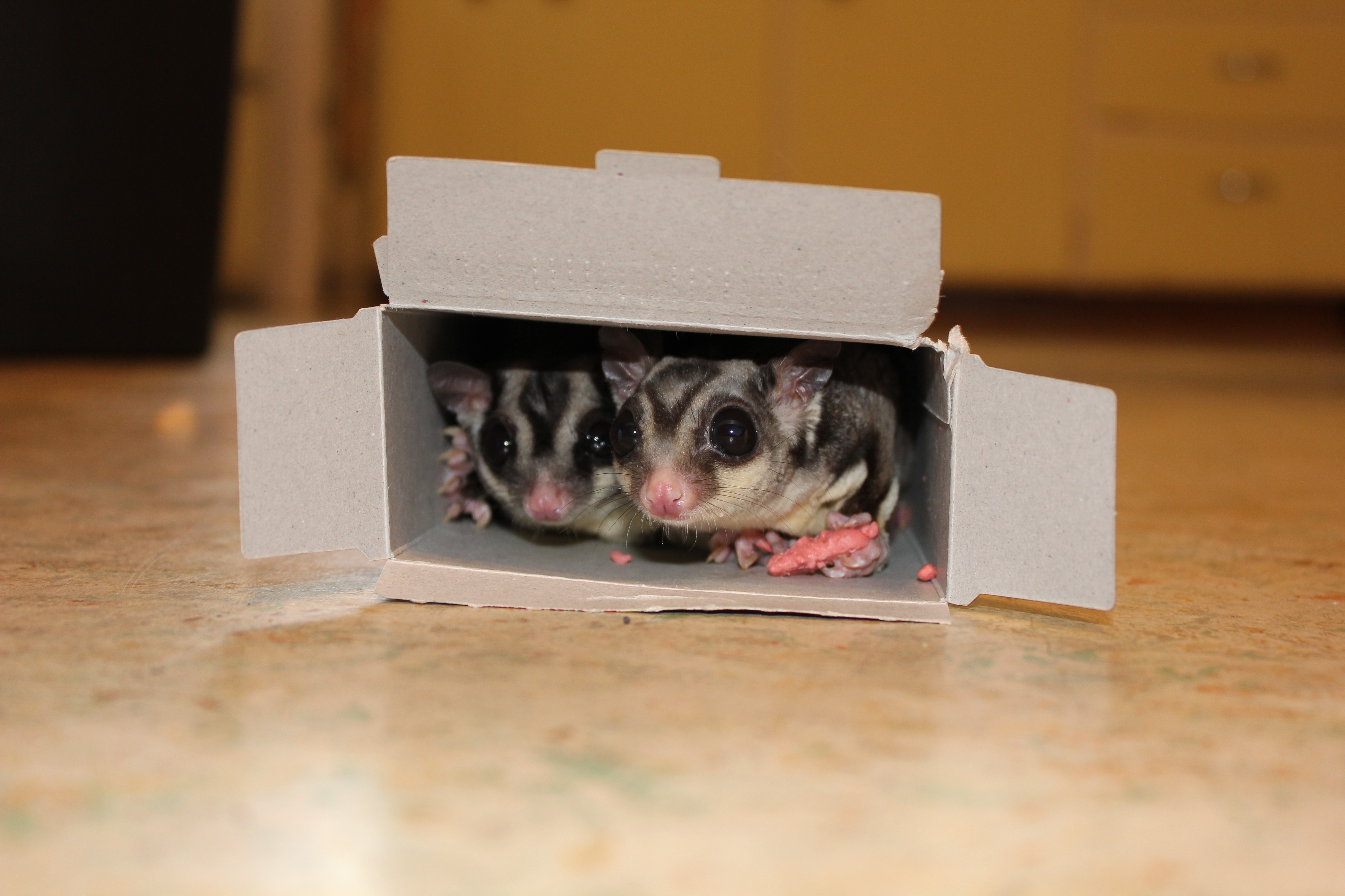 Two sugar gliders in a box