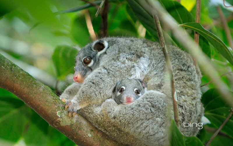 Two Sugar Gliders