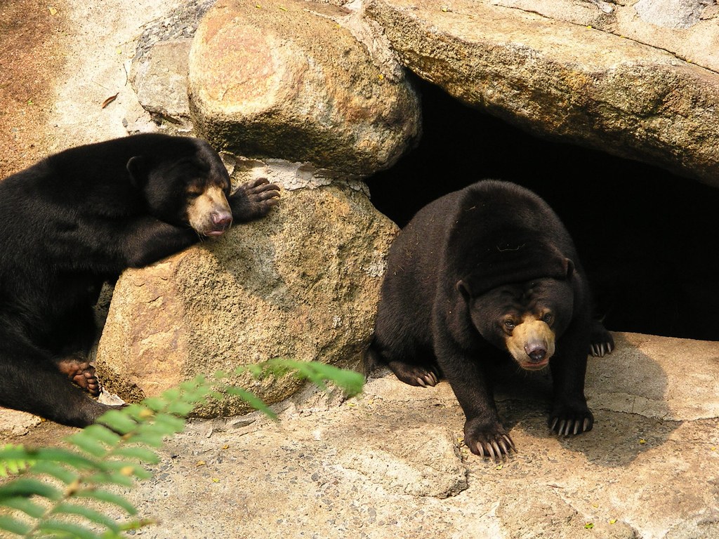 Two sun bears near a cave